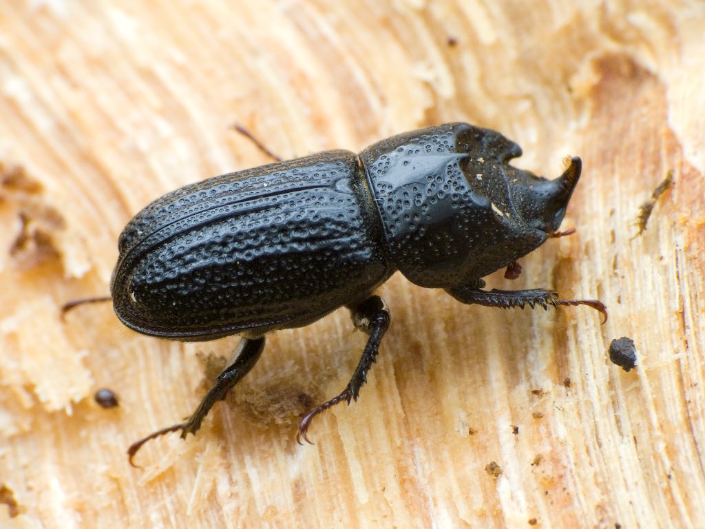 Sinodendron cylindricum (Linnaeus, 1758)